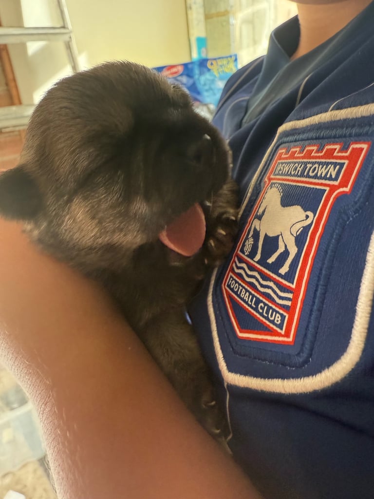 PUPPIES FOR SALE