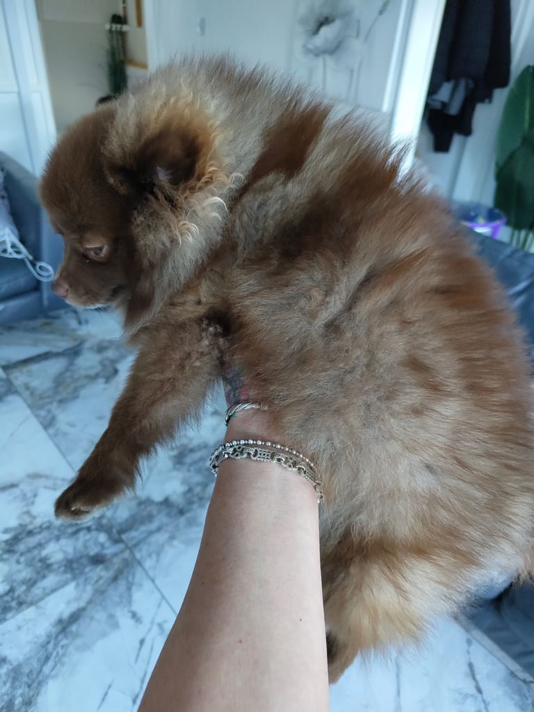 Chocolate russian Pomeranian 