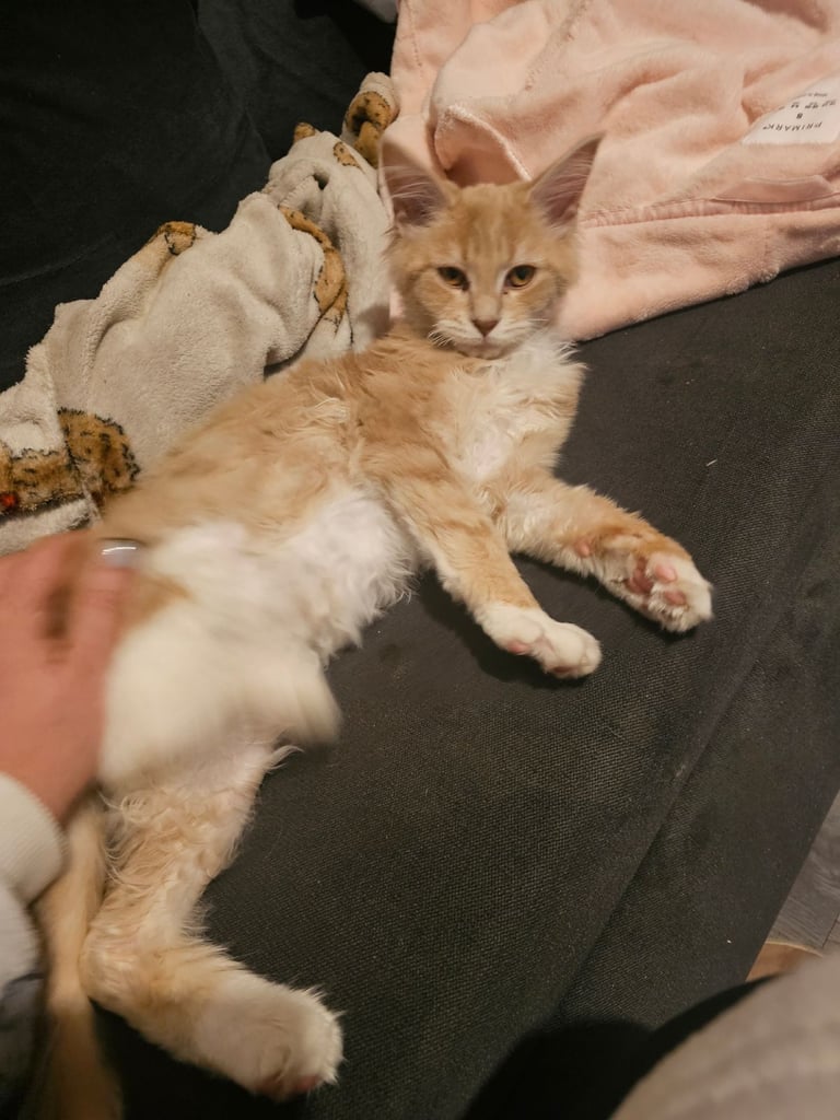 Female main coon for sale