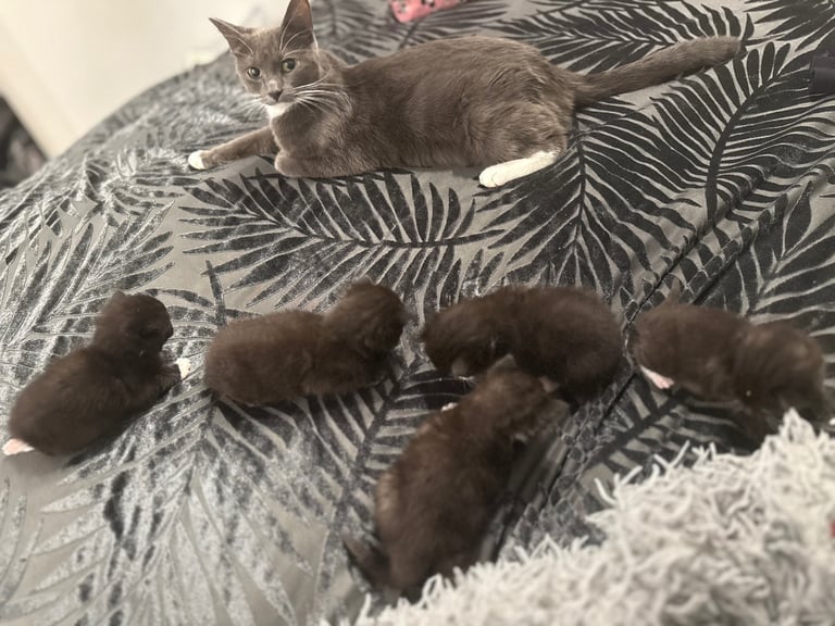 Kittens for sale £100