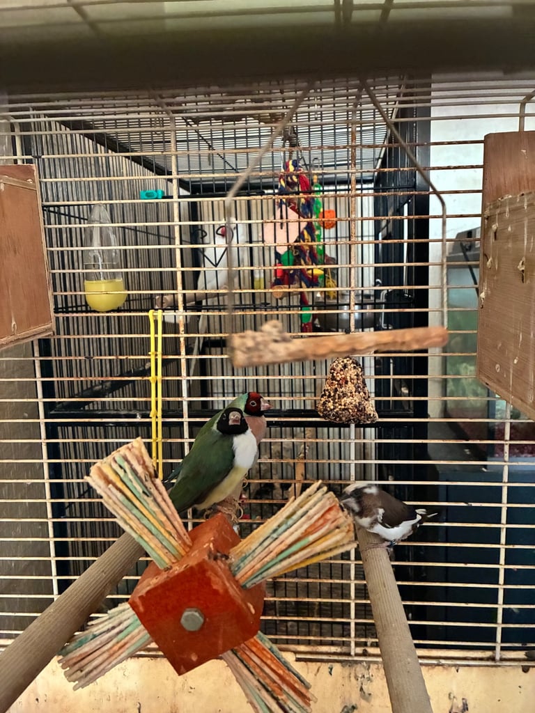 Birds and cages for sale 