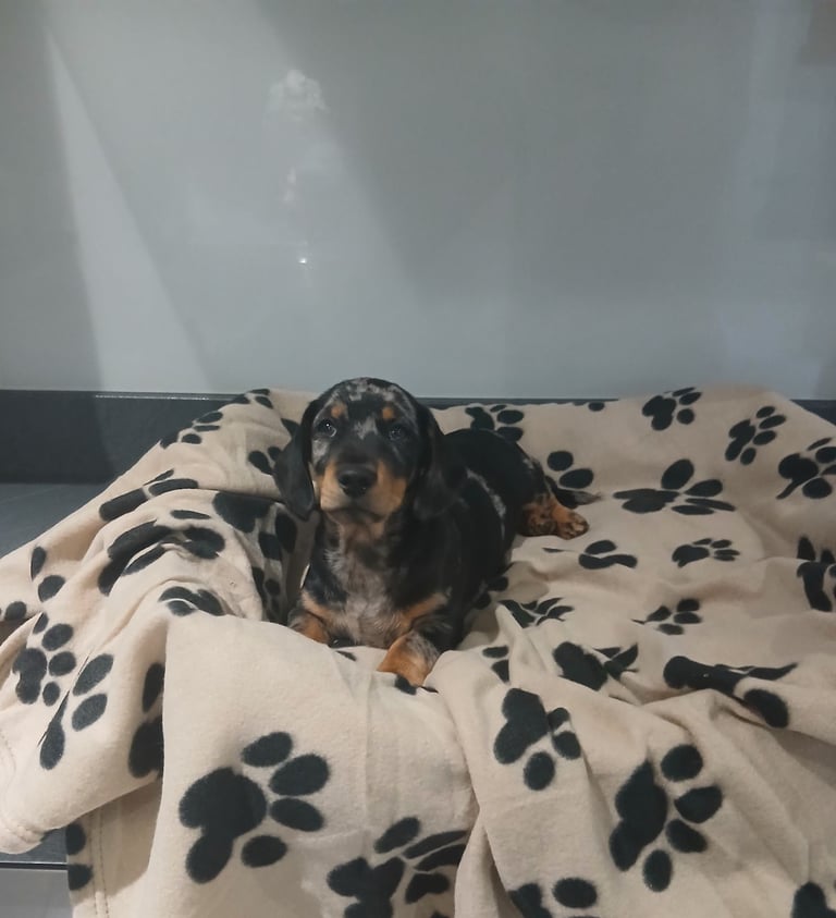 Dachshund puppy 13 weeks old 