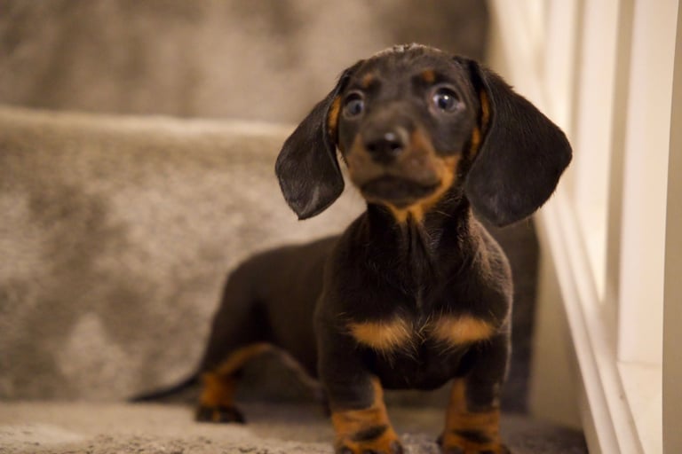 Beautiful pure bred daushunds 