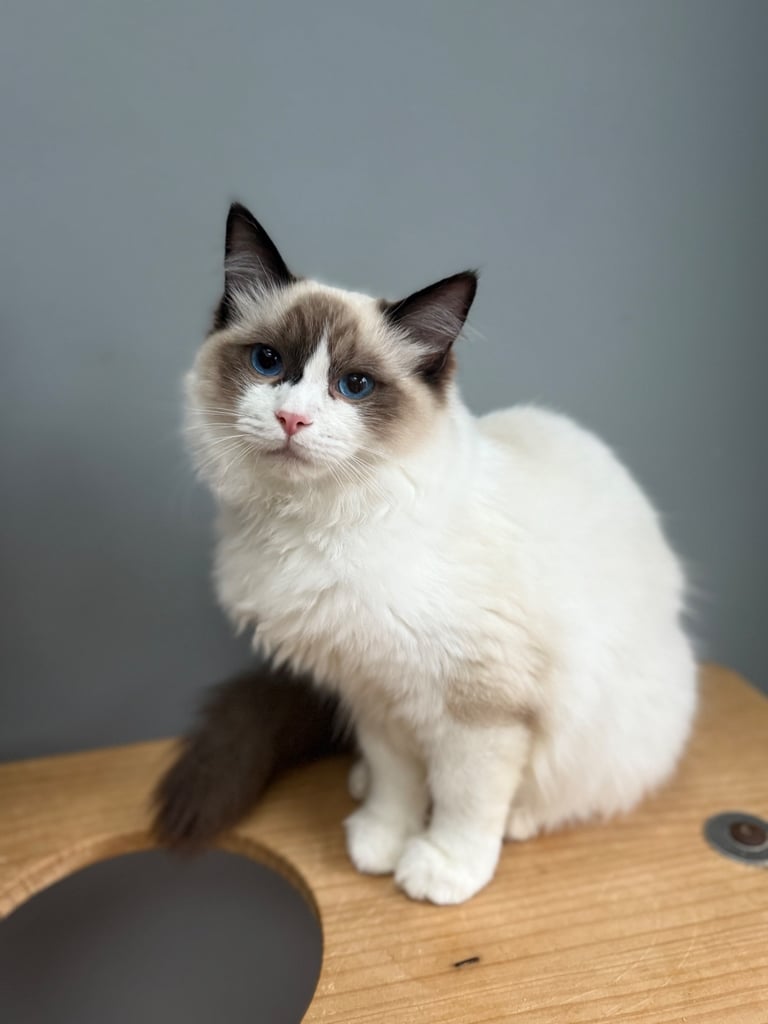 Gccf Ragdolls 🥇M&F 💙🩷 7wk 5 wk & 20wk kittens 