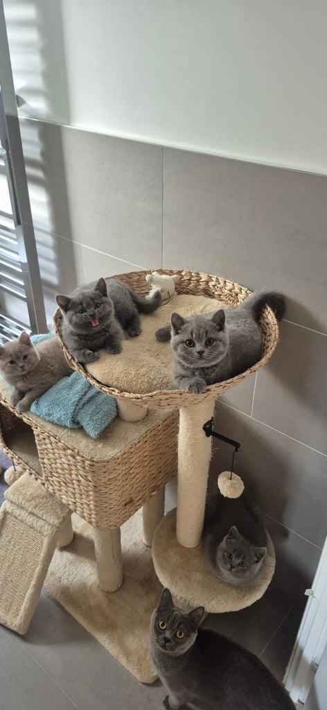 British shorthire kittens 