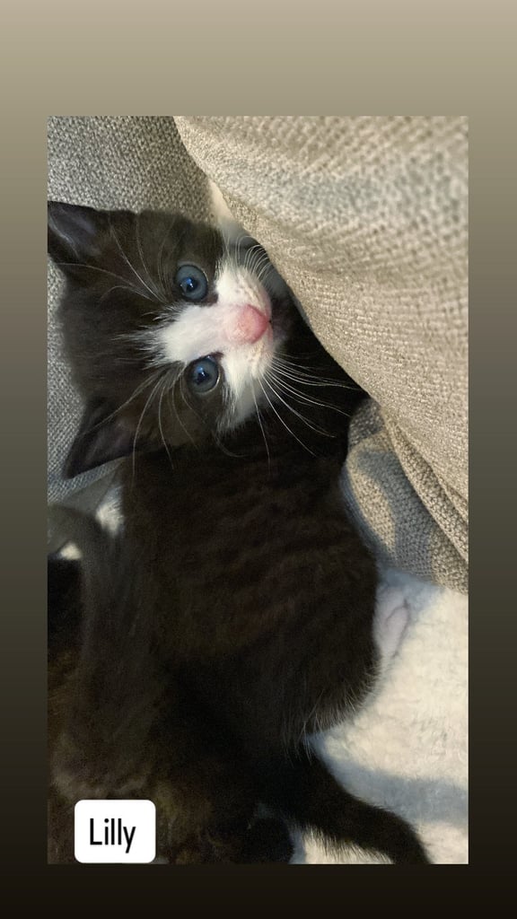 Kittens for sale 