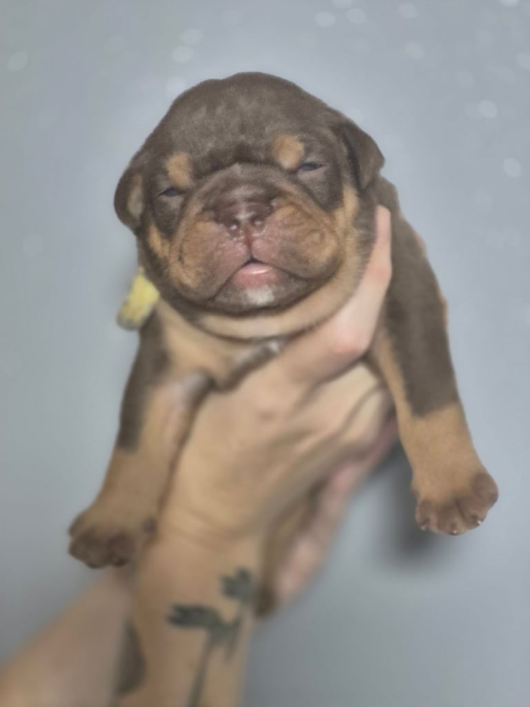 Beautiful Rainbow Litter Of New English Bulldog 