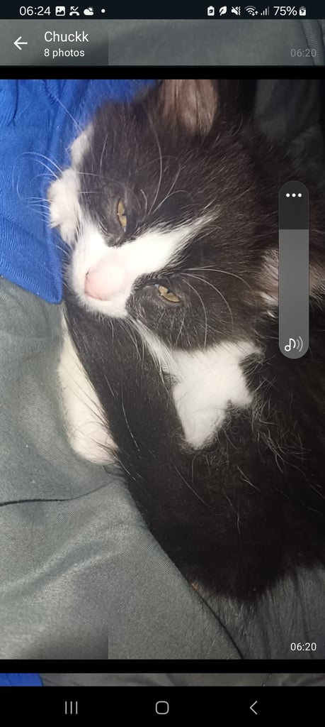 Kittens