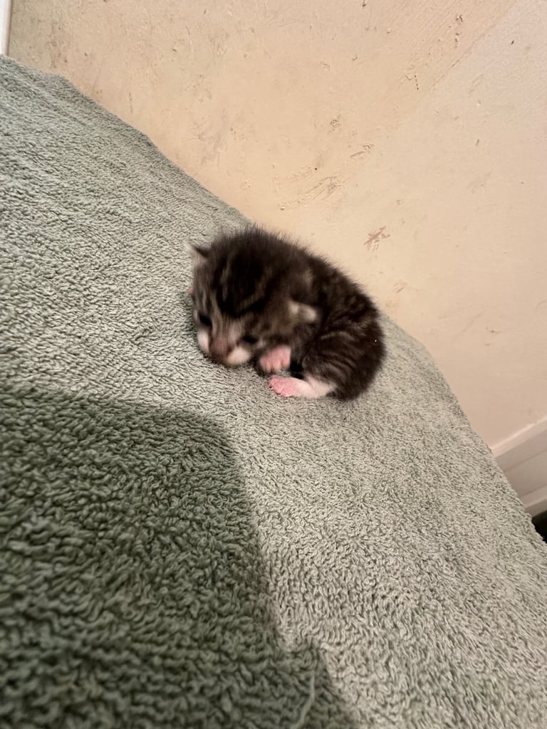 4 Gorgeous fluffy part ragdoll kittens 🐱