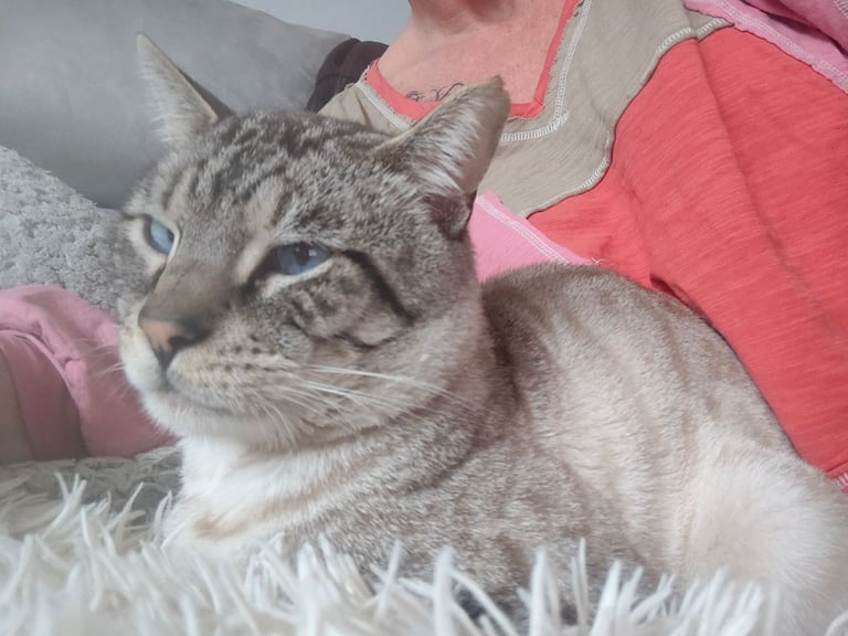 Charcoal/silver bengals