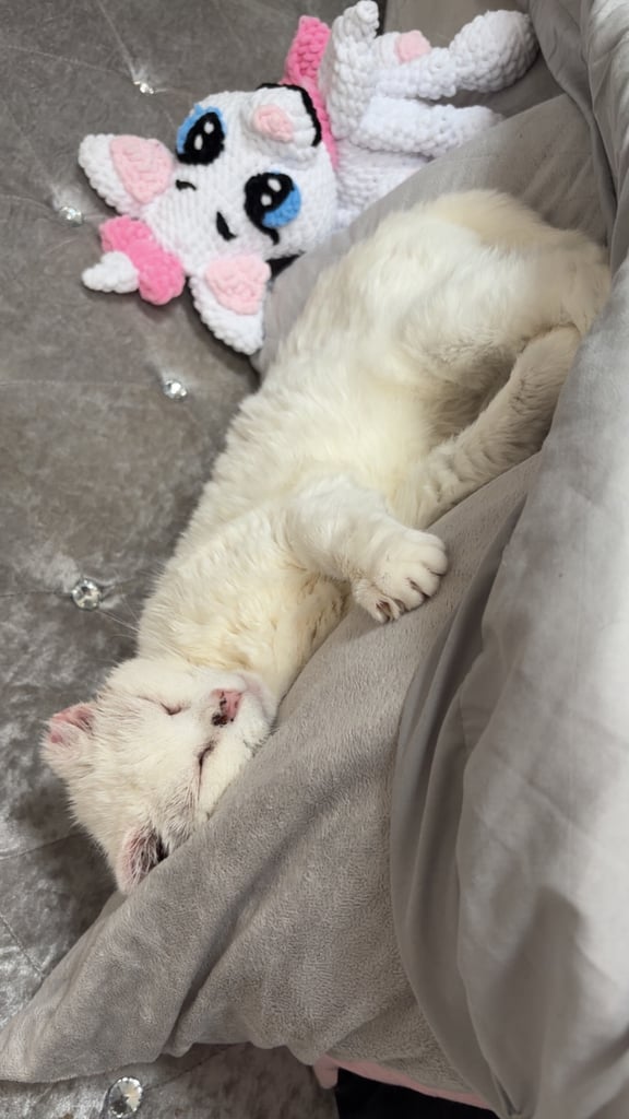 Rescue cat