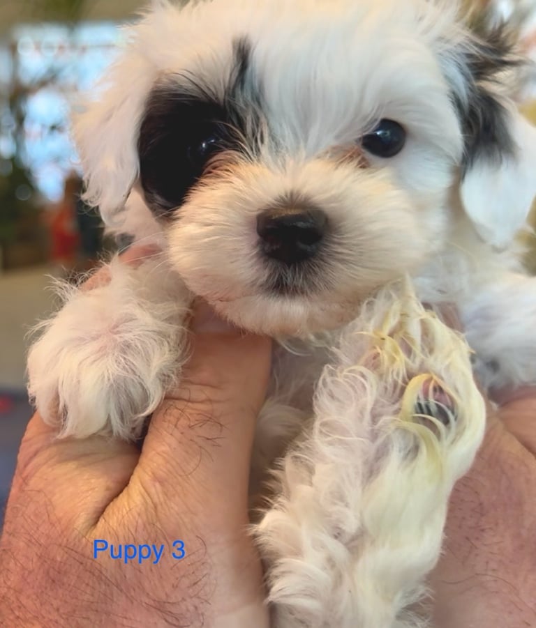 Exquisitely Cute Toy Teddy Maltipoo Puppies