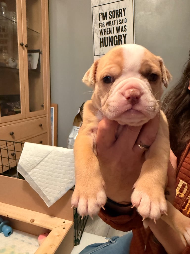 Old Tyme English Bulldogs