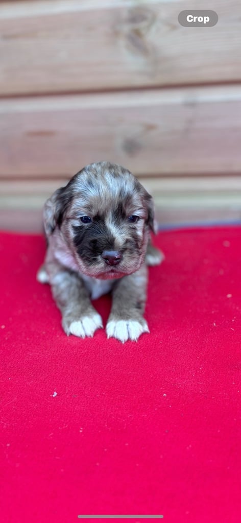 Sprocker spaniel 