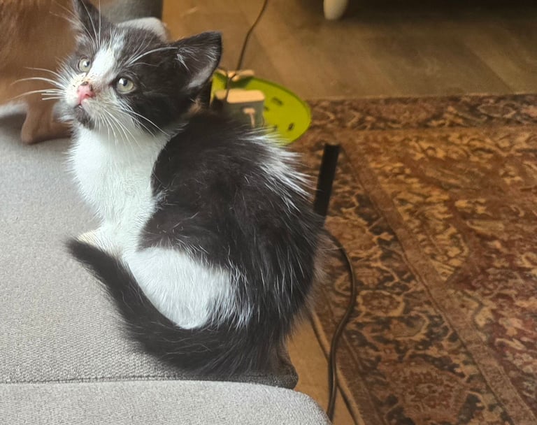 2 Beautiful kittens 