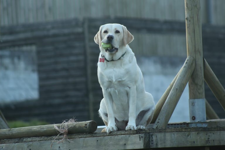 Double Doodle puppies looking for new homes 