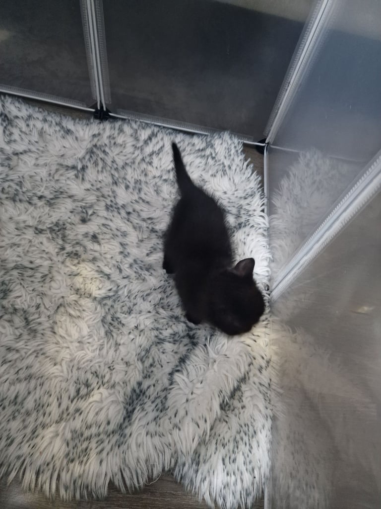 7 kittens 