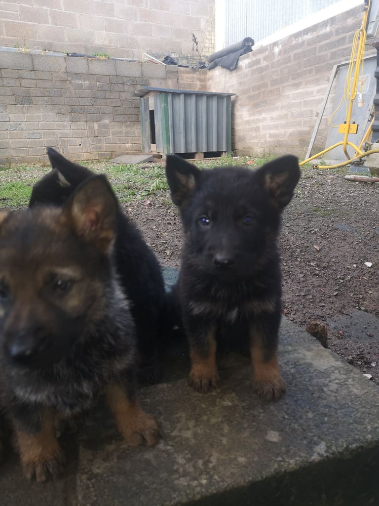 image for German shepherd