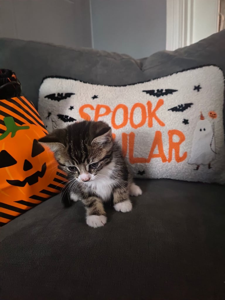 Kittens