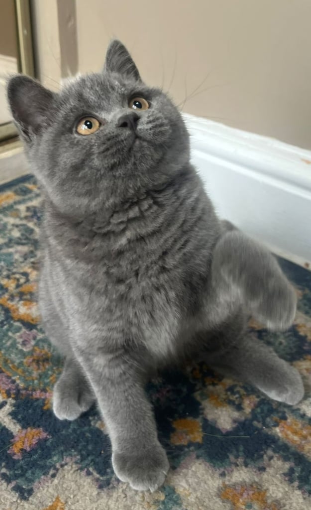 Gorgeous Beautifully British Short Hair Kittens