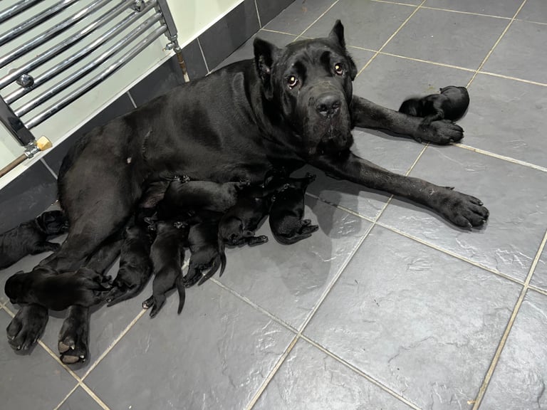 8 Cane Corso pups available for sale 