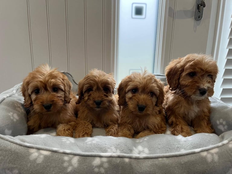 image for Cockapoo puppies 
