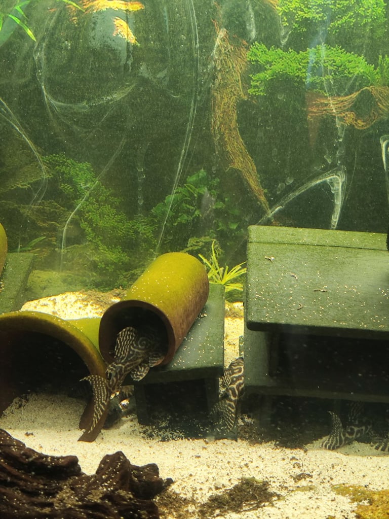 L236 and l066 pleco for sale