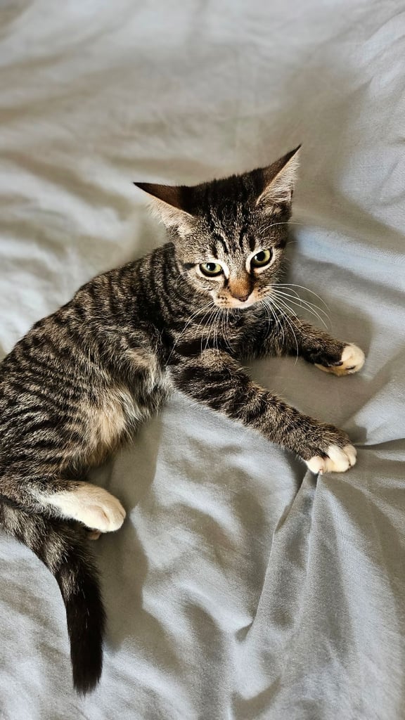 2 beautiful female tabby kittens for sale