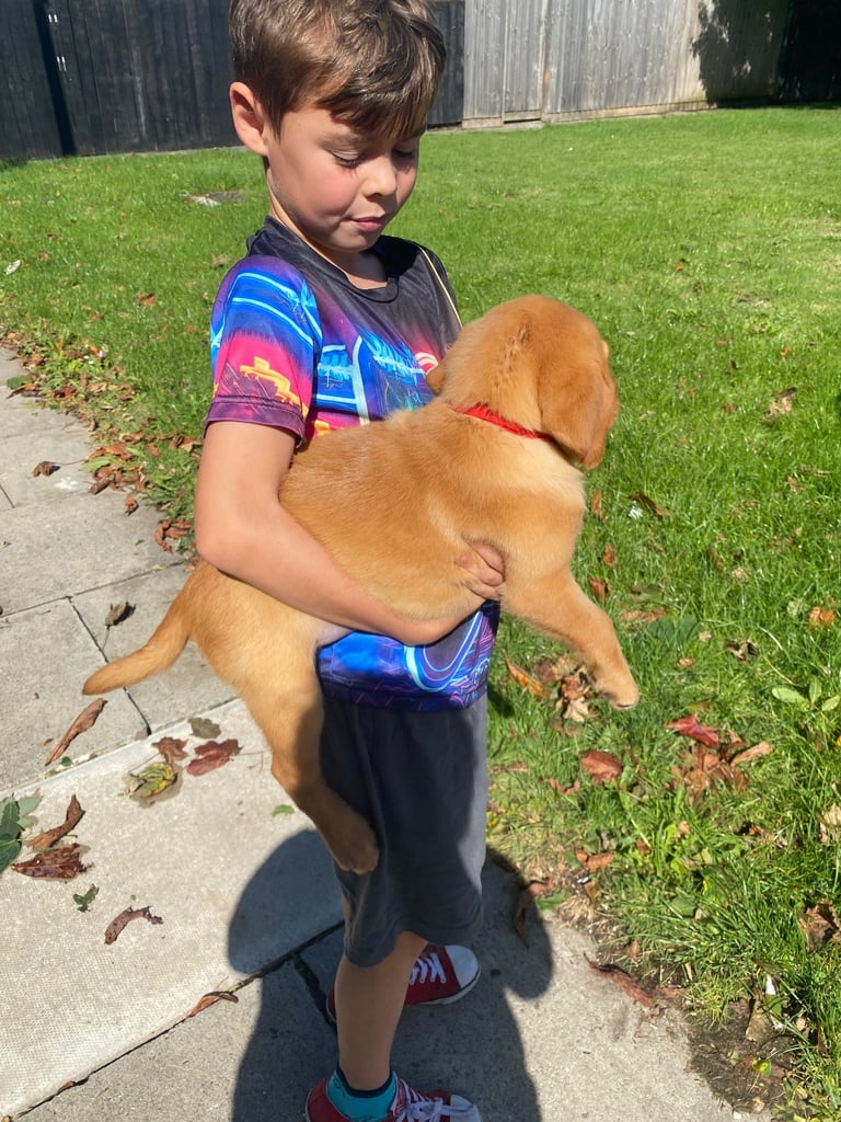 READY NOW Kc reg Labrador puppies both jabs microchip flea worm insured 