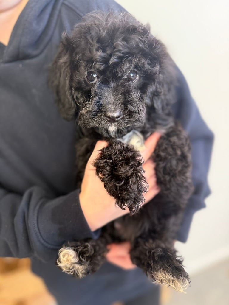 🖤Beautiful curly cavapoo boy 🧸