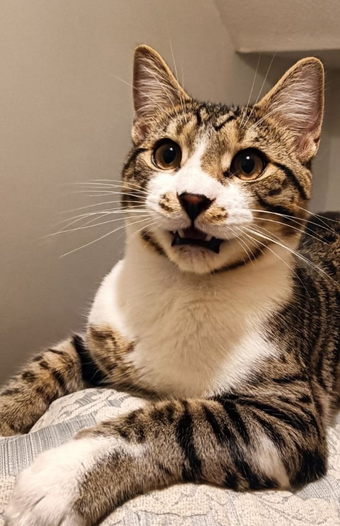 Black & Silver Spotted Tabby & White Bengal X older kitten 9 months