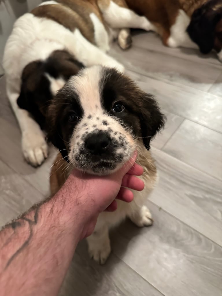 St Bernard puppies 