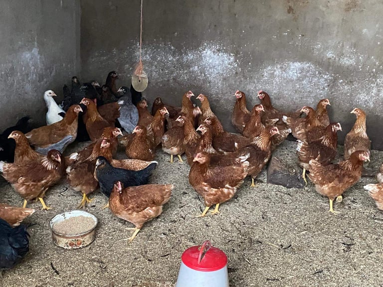 Pullets for sale chickens poultry hens coops arks