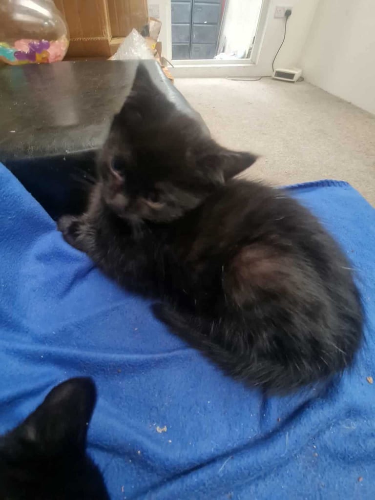 2 months old kittens