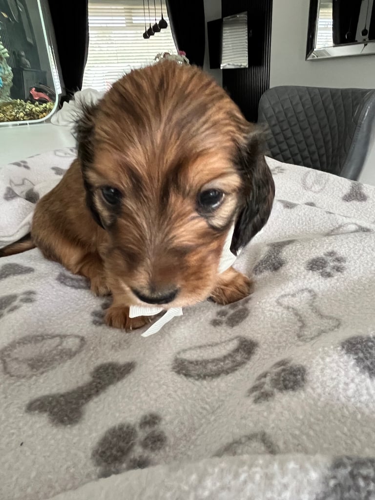 Pedigree family owned miniature longhaired dachshund puppy's in Southampton