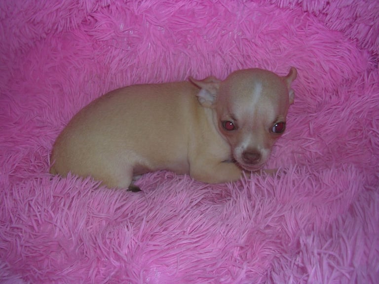 Full Breed Chihuahua puppies 1 Girl 2 Boys