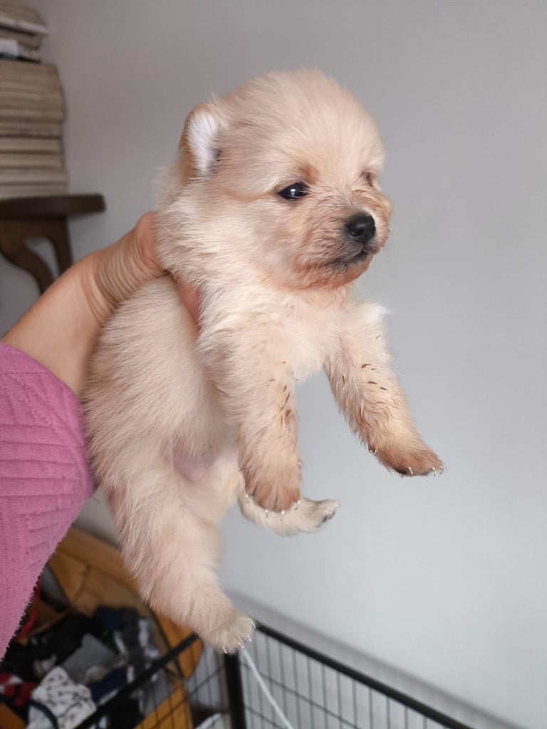 Pomeranian puppies - 2 boys