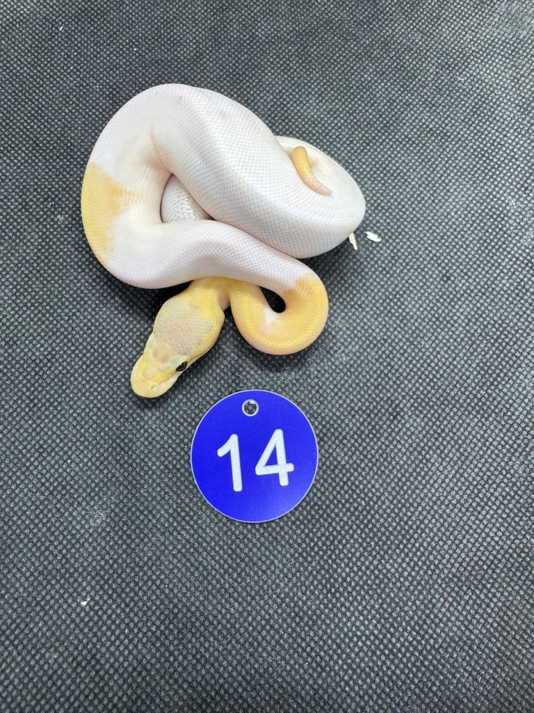Royal python from £60