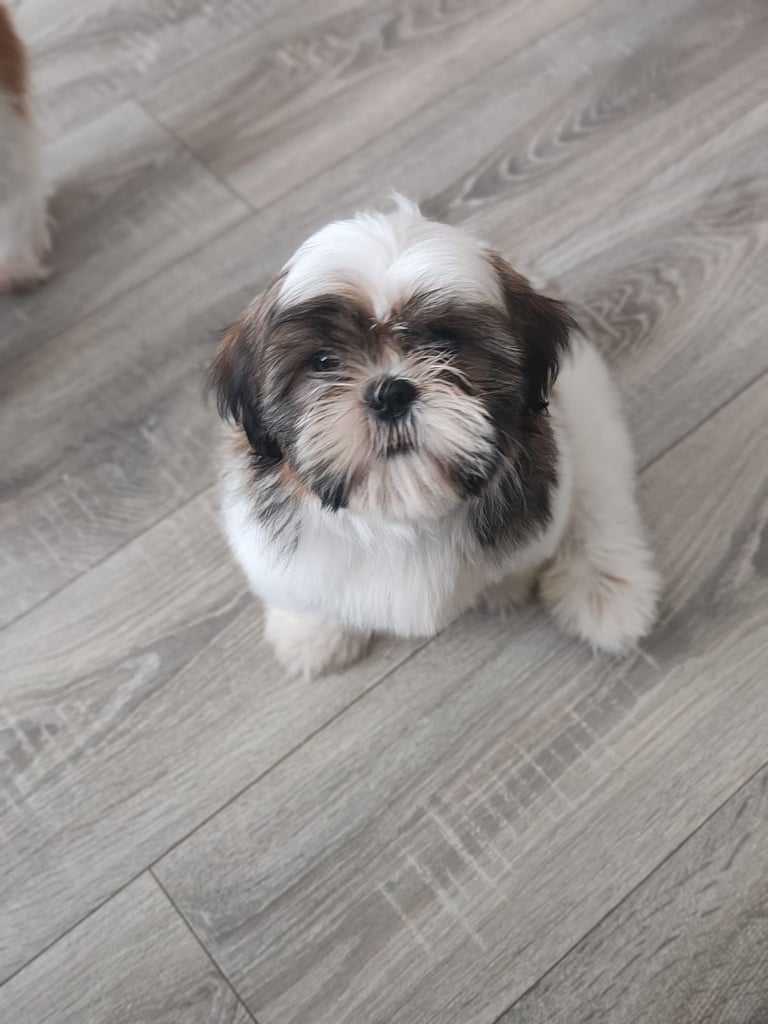 🐶Shih Tzu's Puppies🐶 1 girl 💚 left 