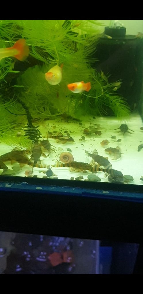 Tropical fish-guppies, mollies, corydoras, shrimps,pleco L397,parrots 