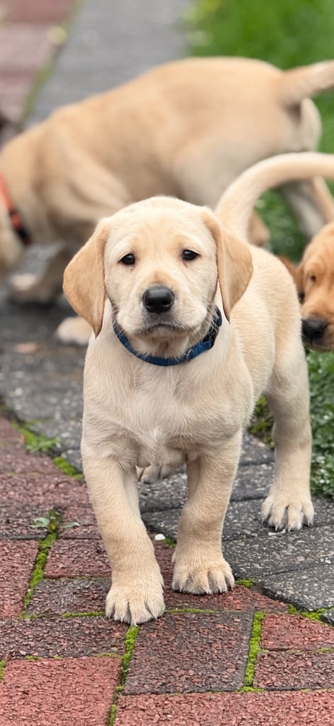 Fox red / yellow labs 