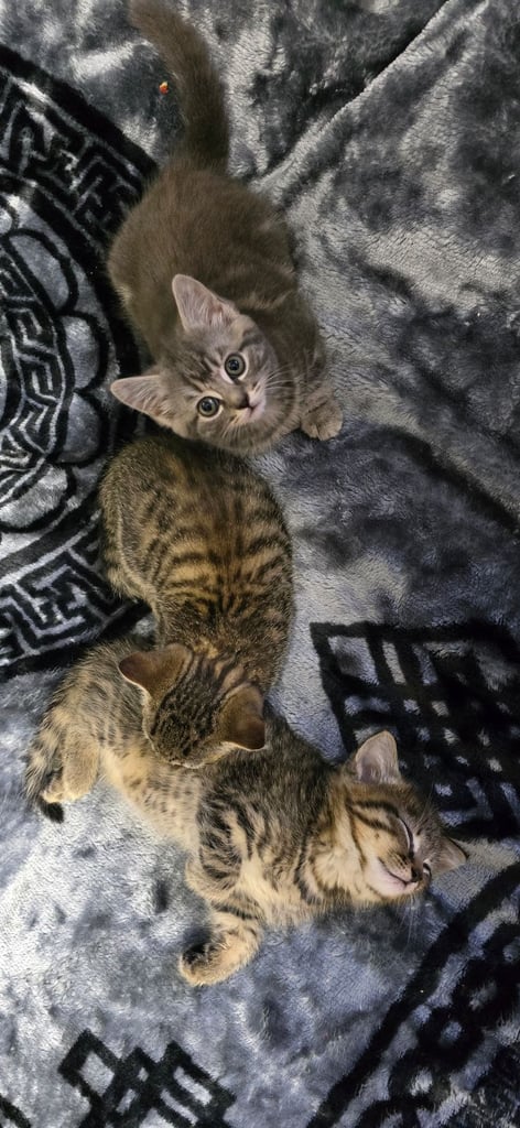 Kittens