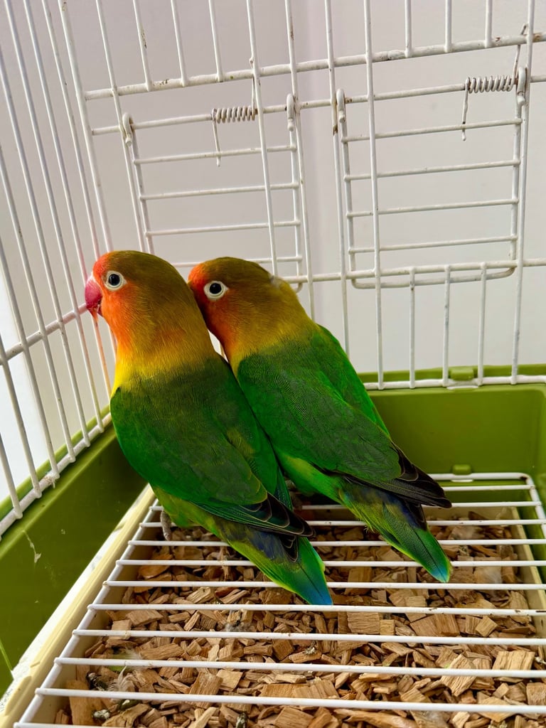 Beautiful Pair of FlSHERS L0VEBlRDS !