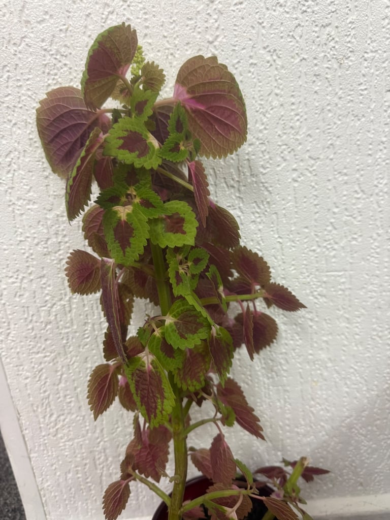 image for Coleus plant with red glass pot 