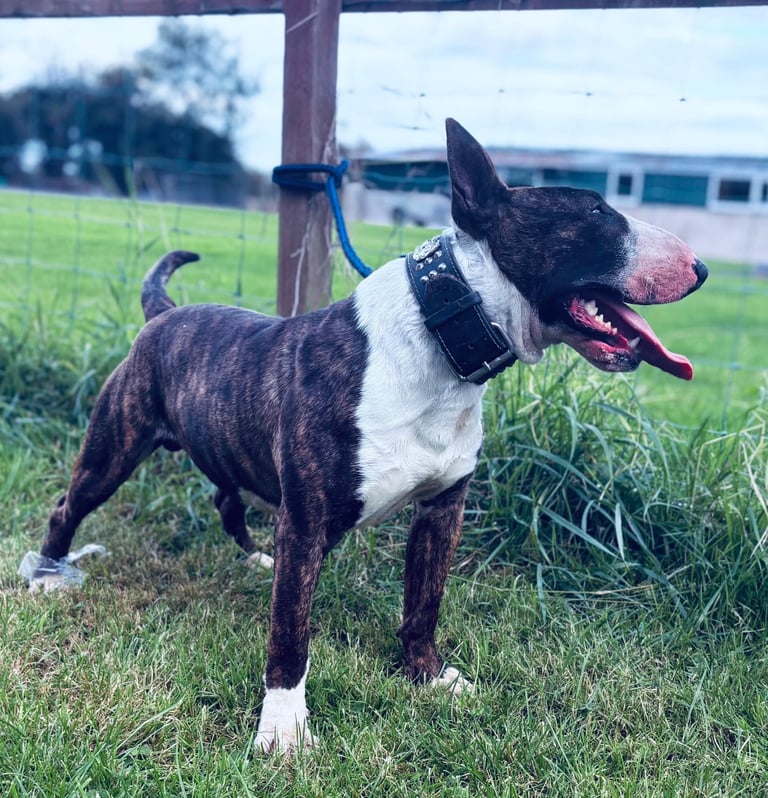 Staffordshire x English bull terrier puppy’s 