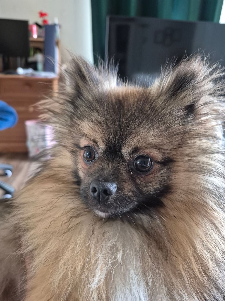 Stunning Pomeranian 14 months old - Male
