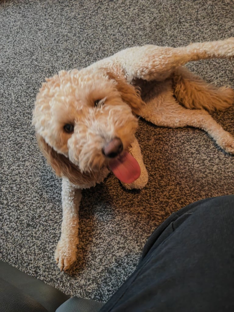 Mini labradoodles 