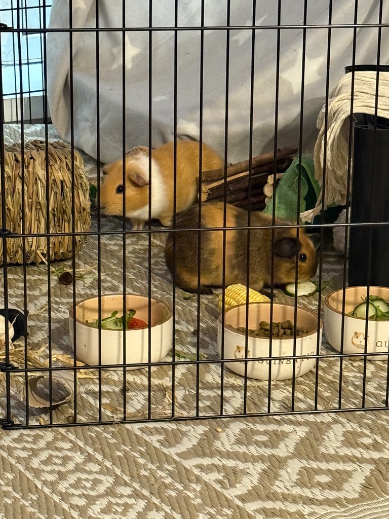image for Male Guinea pigs x2  with everything included