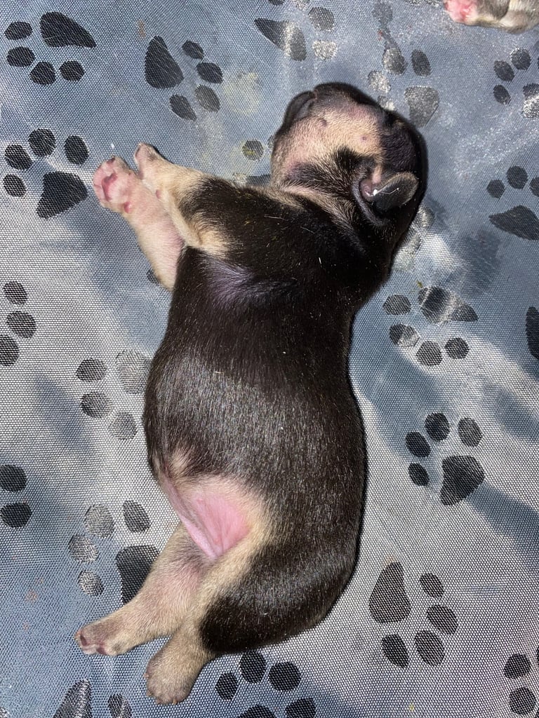 Stunning French bulldog puppies looking for their new forever home. 