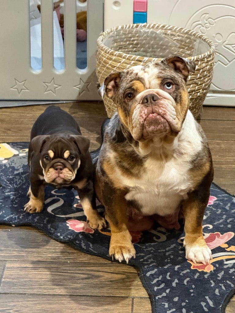 8 Week Old Female English Bulldog (Reduced due to Timewaster - READY NOW)